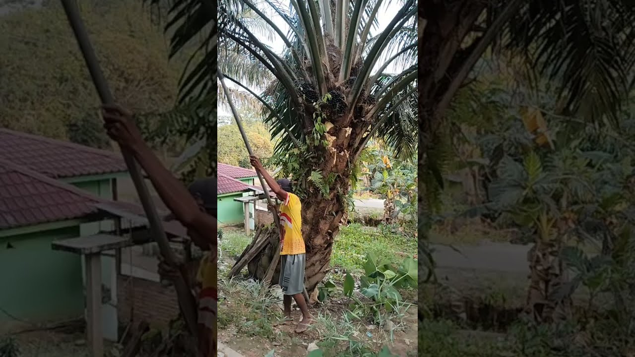 Channel harian livestreaming 0130