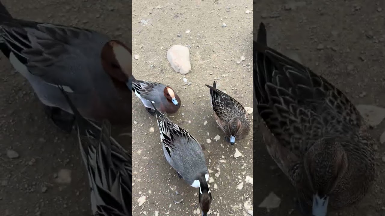 鴨に餌を空中キャッチして欲しくて口が悪くなる姉妹