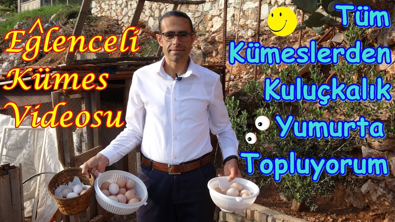 Folluklardan Yumurta Toplama (Eğlenceli Kümes Videosu)