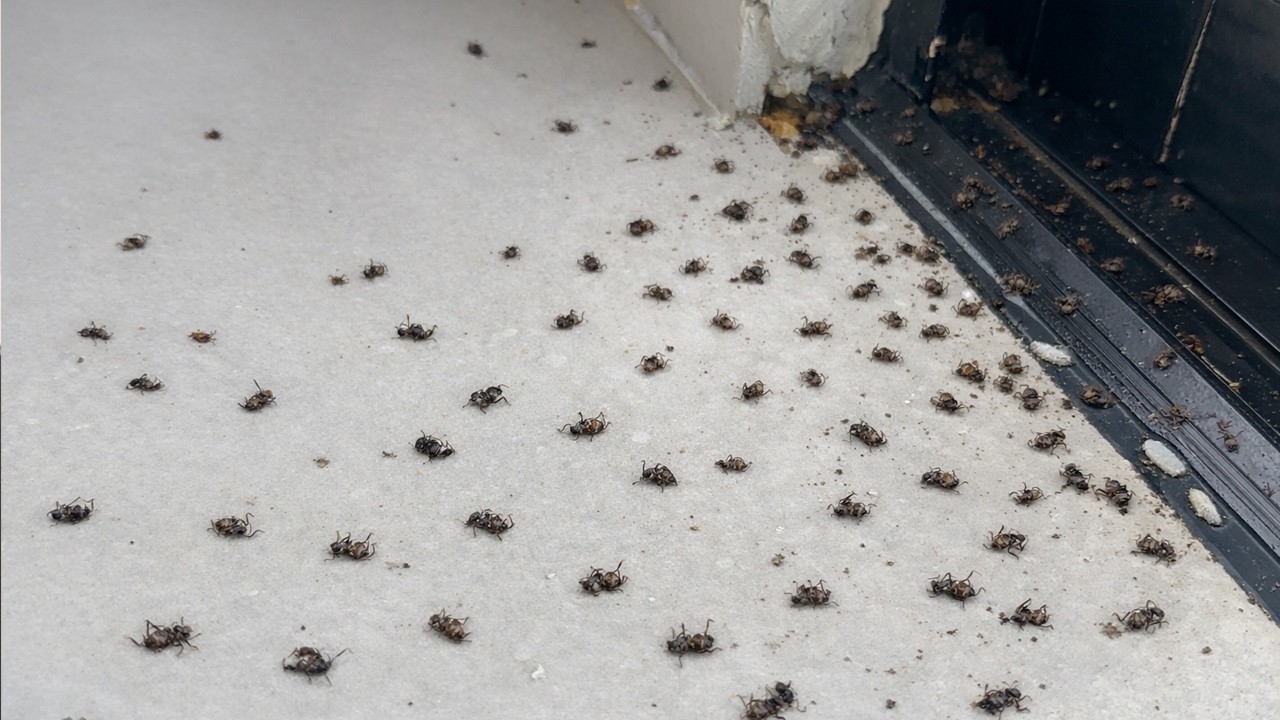 Ants Disappear From Your Home! How to Kill Ants With a Powerful Homemade Spray!