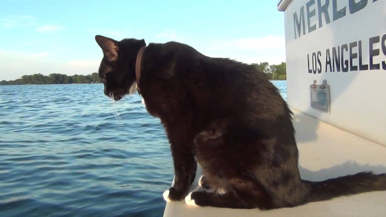 Boat Cats