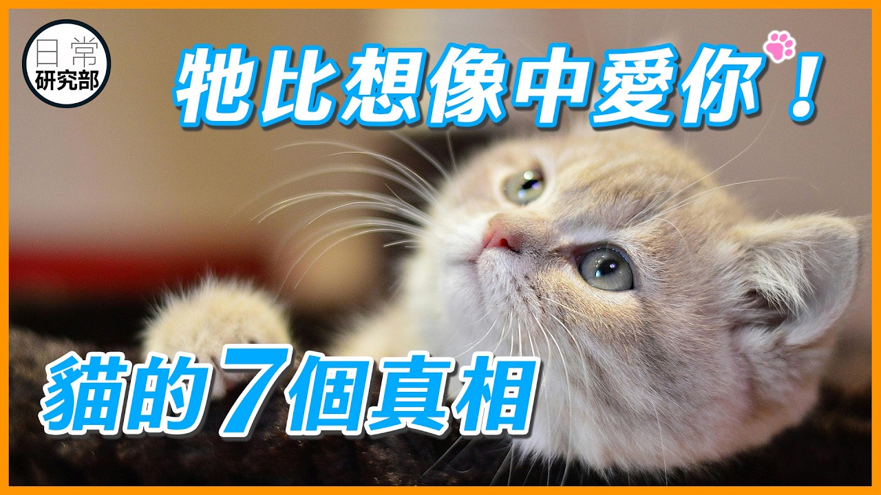 貓的7個看似討厭你的行為，其實另有原因！