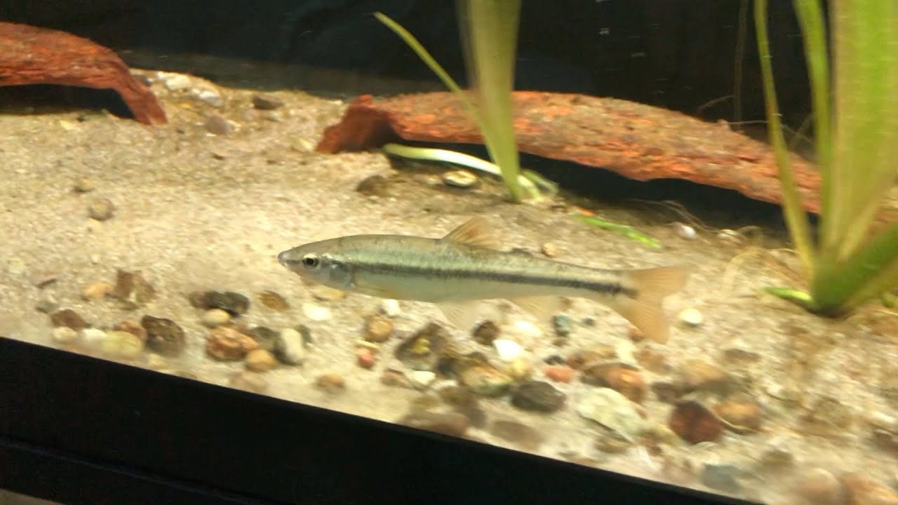 My Missouri Native Aquarium