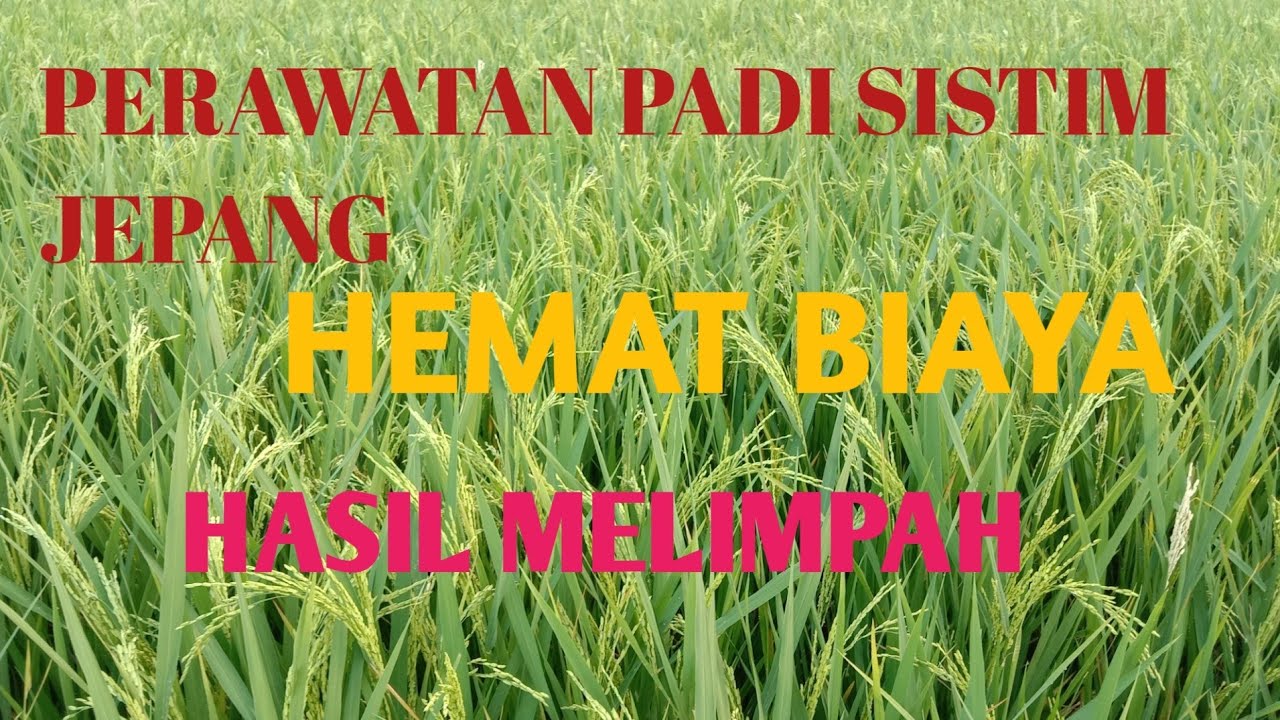 PERAWATAN PADI SISTIM JEPANG