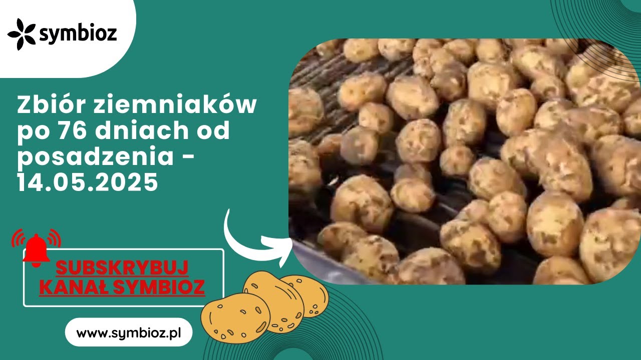 Zbiór ziemniaków po 76 dniach od posadzenia i przygotowanie do sprzedaży (14.05.2025)
