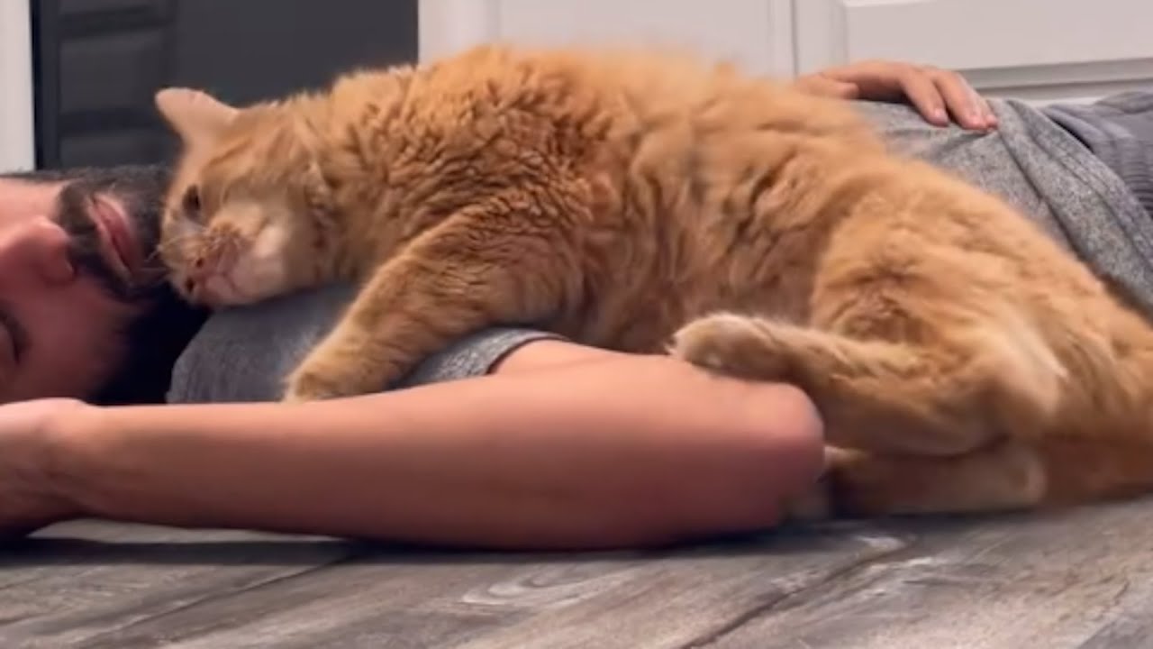 Shy rescue cat only loves one human