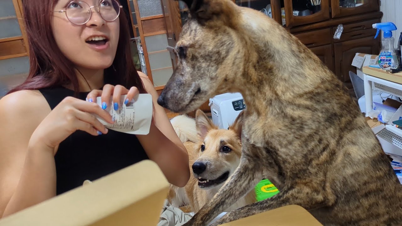 人間に犬用バナナチップスを食われて動揺する元猟犬（8月のDoggyBox）