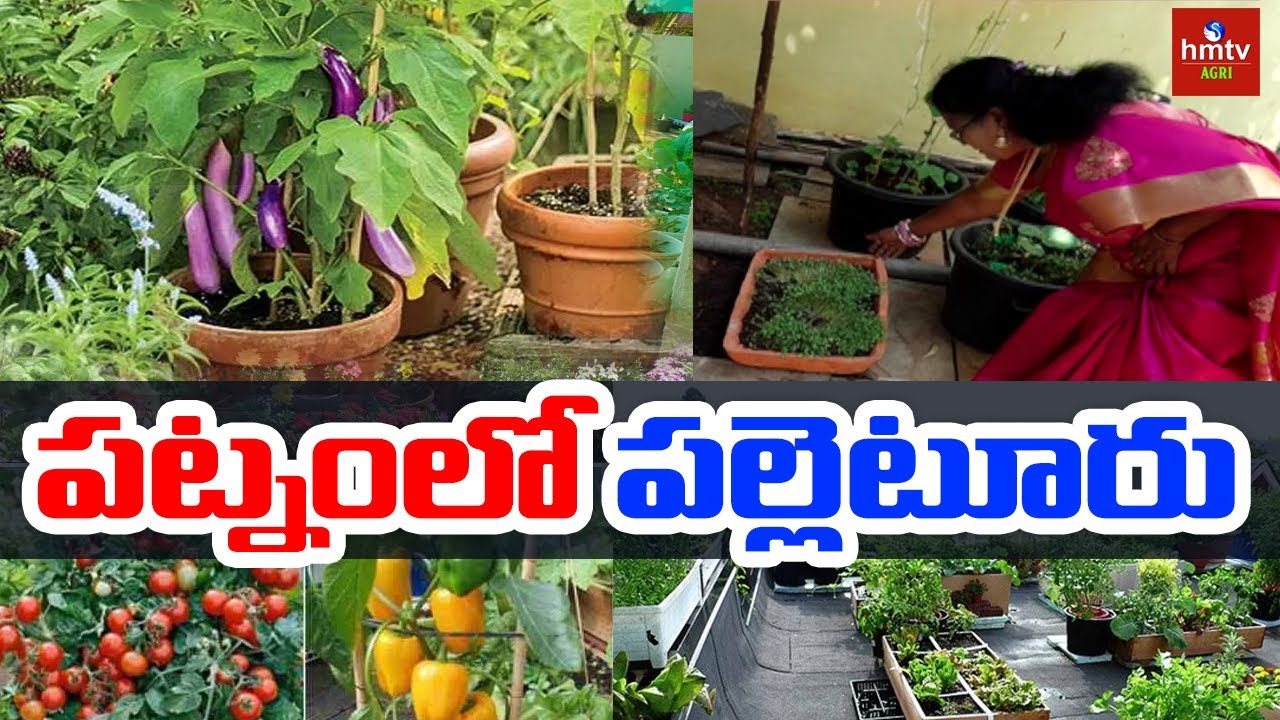 పట్నంలో పల్లెటూరు | Bharathi Terrace Garden | Midde Thota | Nela Talli | hmtv Agri