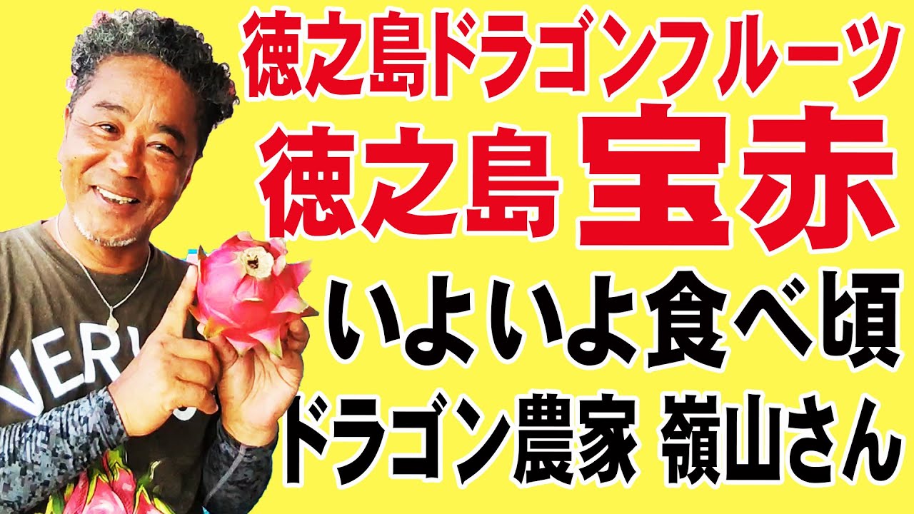 世界一美味いドラゴンフルーツ徳之島宝赤/ドラゴン農家 嶺山さん