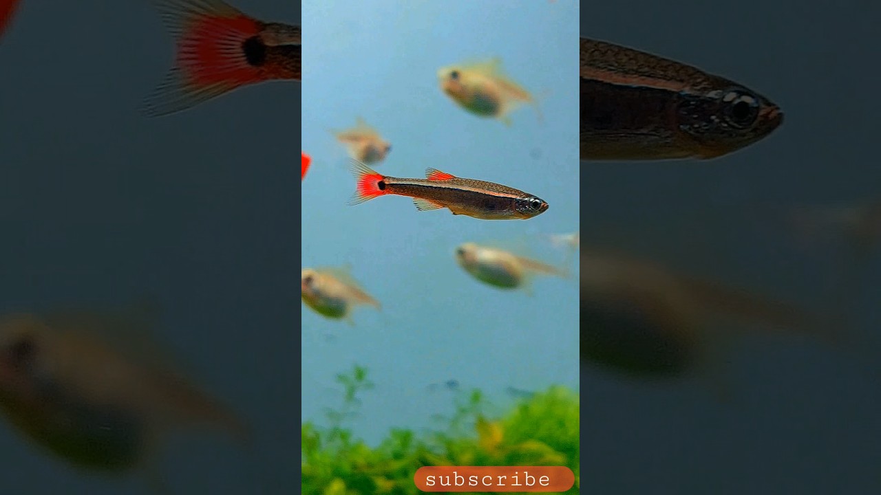 The PERFECT Beginner Fish? White Cloud Mountain Minnow Care Guide! 