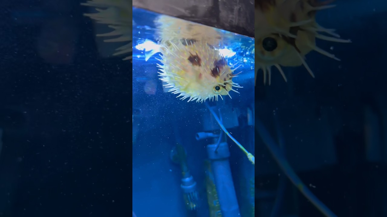 Новый Porcupine Puffer!!