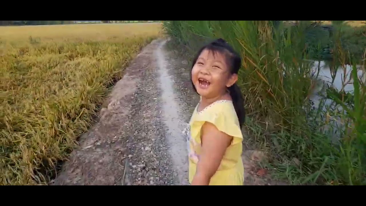 Cánh đồng chuẩn bi cắt