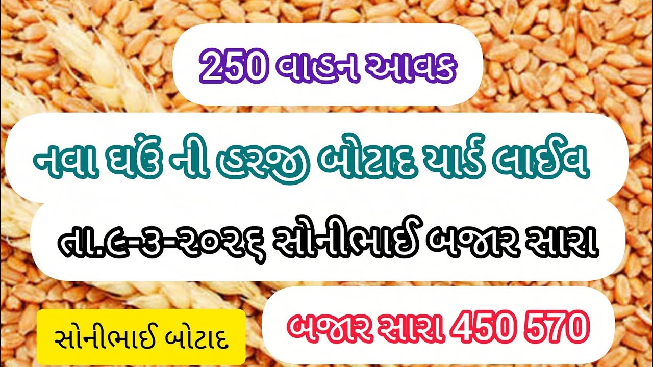 🔵😱ઘઉં હરાજી બોટાદ |તા૯-૩-૨૬|ghau #sonibhaibotad #wheat #whowillbemylifepartnerta 