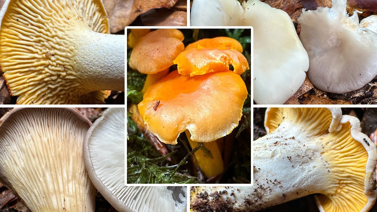 Pfifferlinge, Seitlinge, Knäuelinge | Austernseitling oder Lungenseitling? Pilze im Juli, 04.07.2025