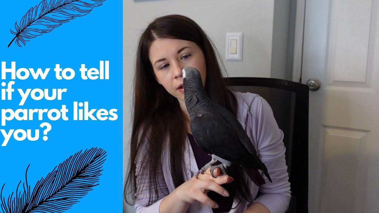 How to tell if your parrot likes you?