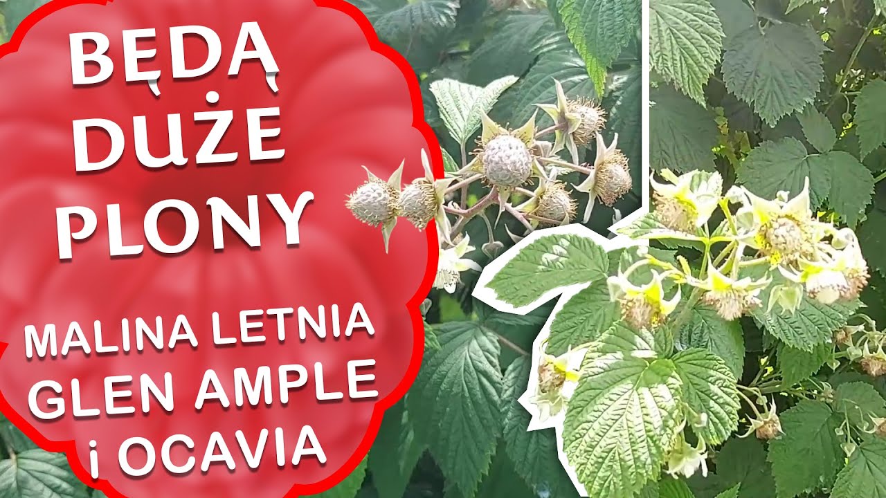 Malina letnia Glen Ample i Octavia po 2 zabiegach EXPANDO i CALGREEN, zadbaliśmy o duże plony.