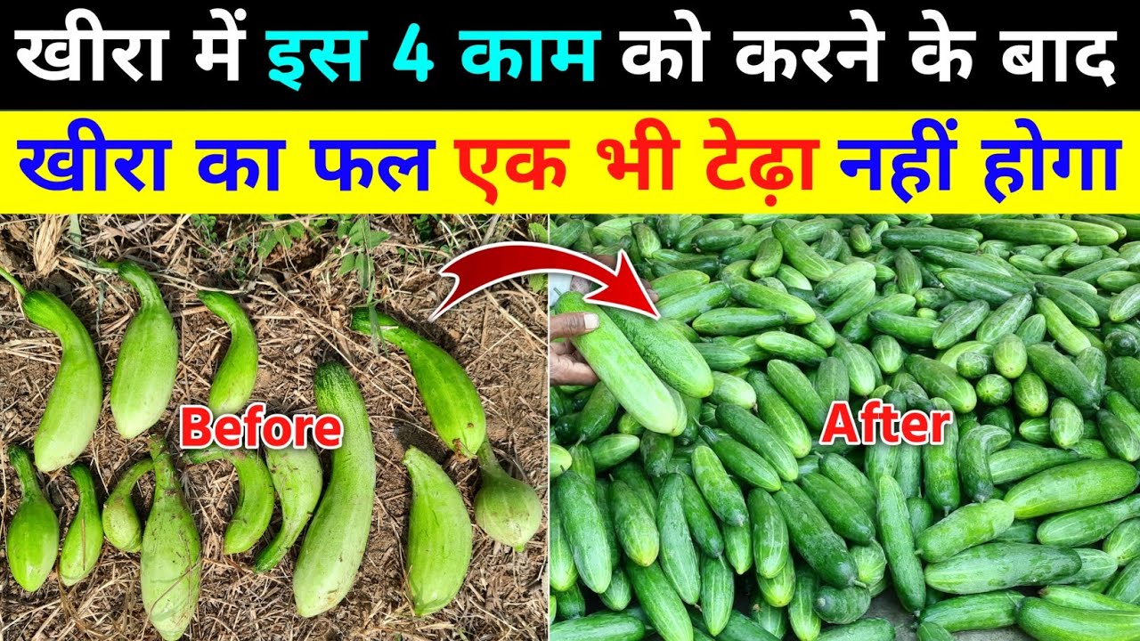 खीरा का फल टेढ़ा होने का कारण तथा उसकी कंट्रोल करने का स्क्रेट उपाय 🥒 100%