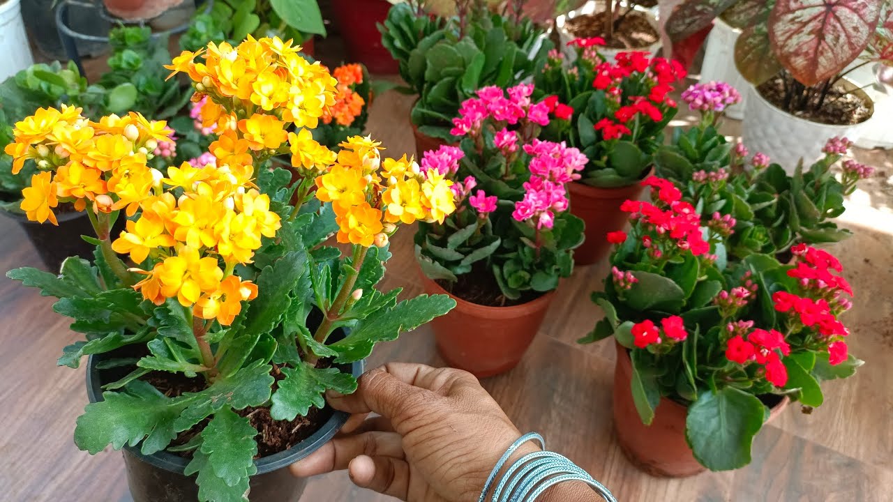 ज्यादा flowers पाने के लिये kalancho पर किजीये ये जरुरी काम 🌸🌸