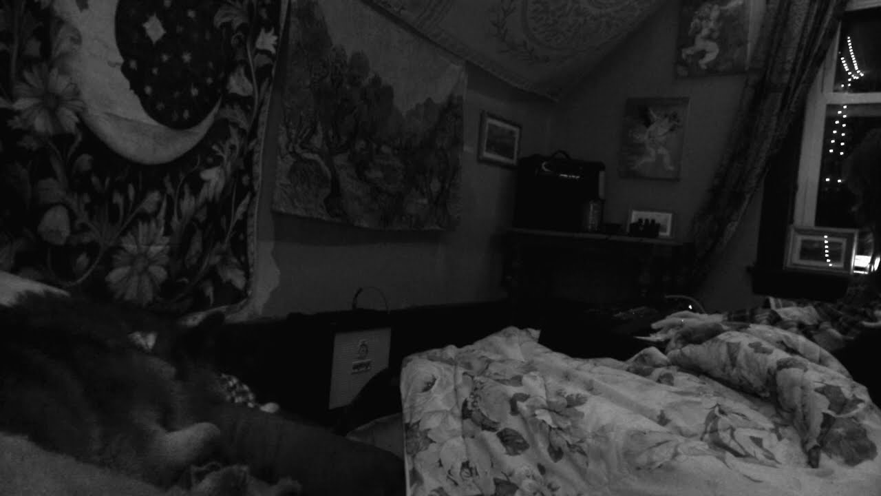 sleeping dog and ambient noise
