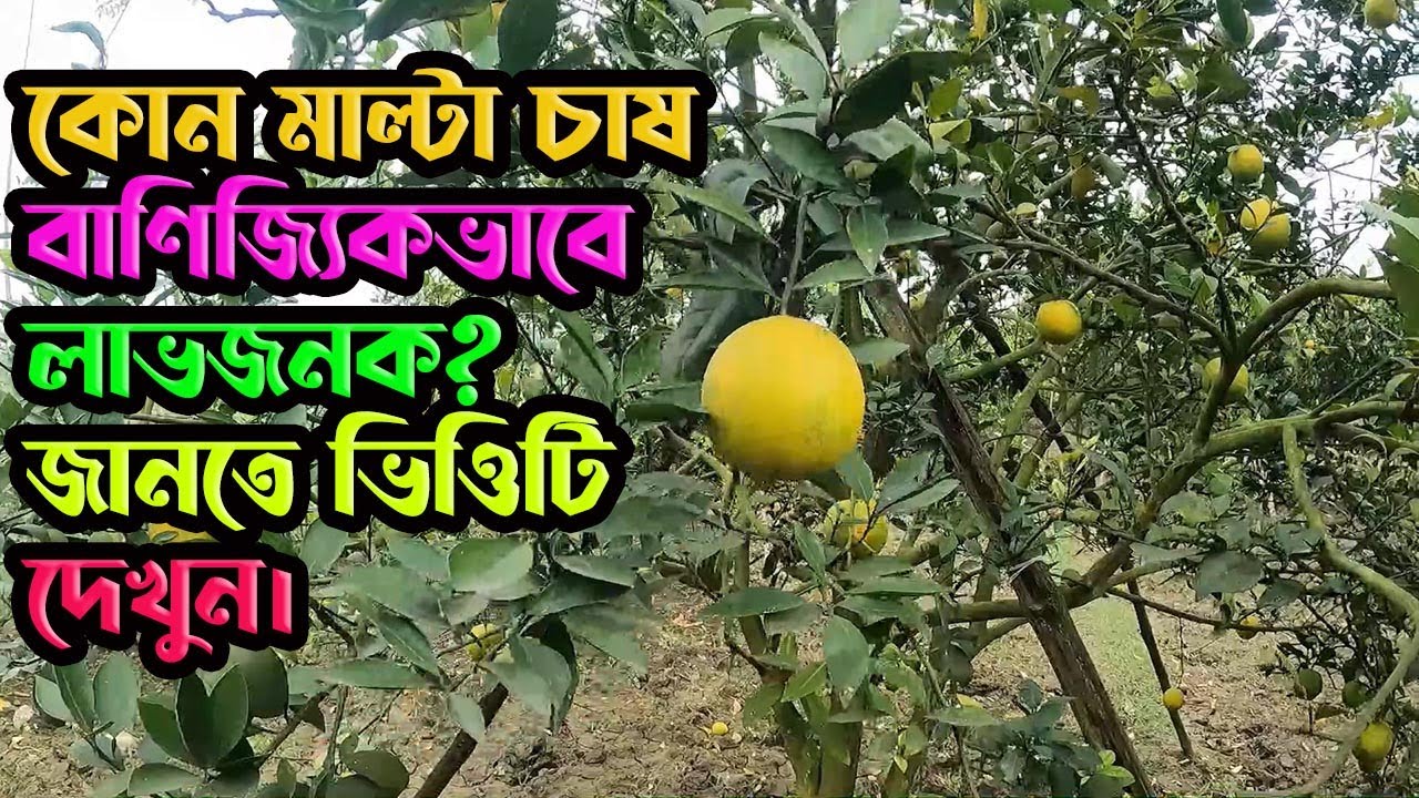 কোন জাতের মাল্টা চাষ বাণিজ্যিক ভাবে লাভজনক? কৃষি ভাই।