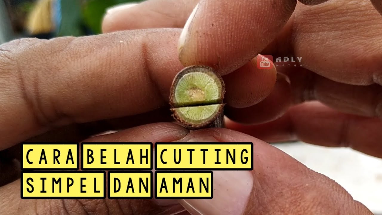 Cara membelah cutting saat grafting yang aman dan hasilnya baik