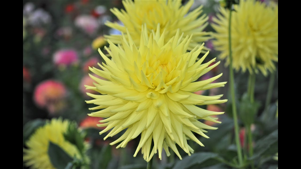 Our Dahlia Trials at Heddon 2021 Season