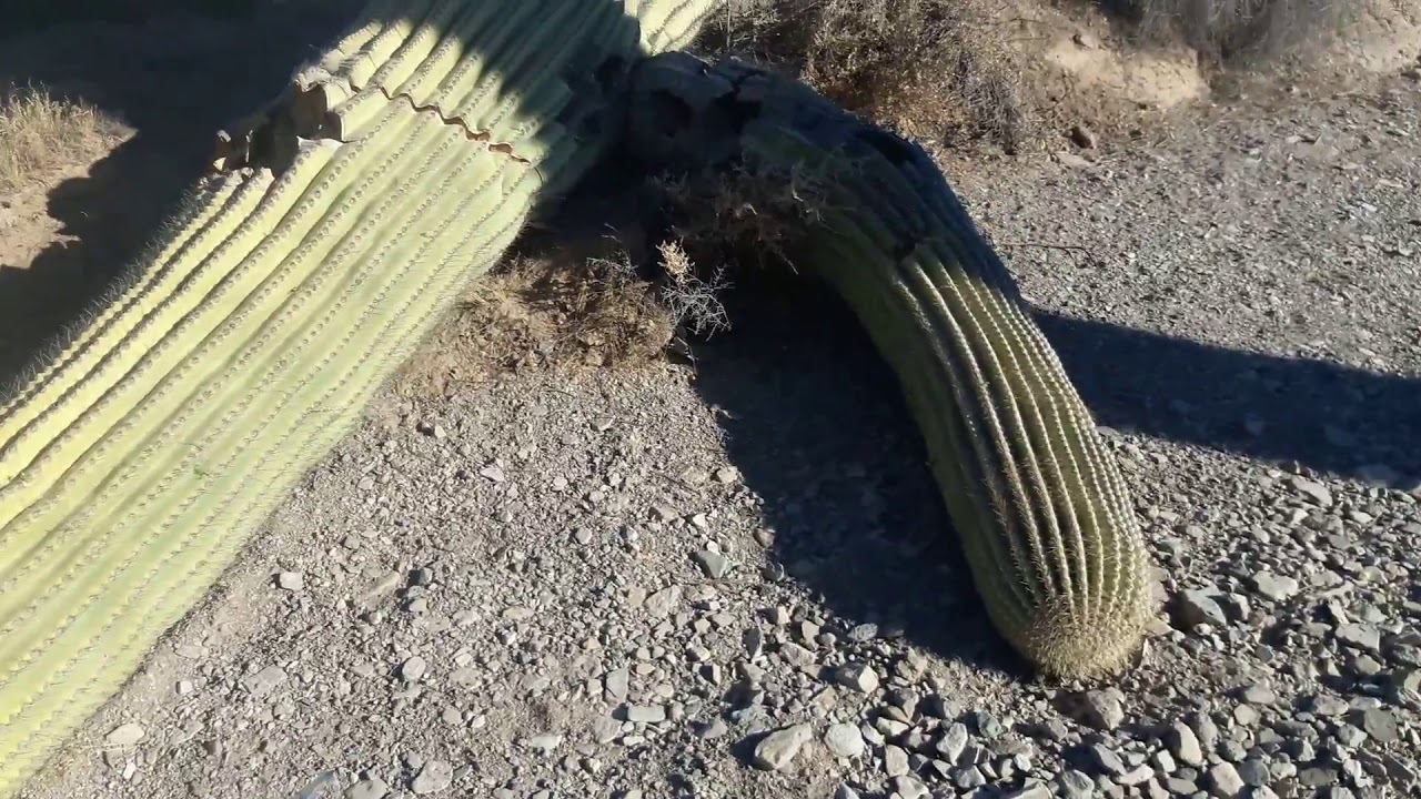 Border Wall Is Destroying Quitobaquito Springs