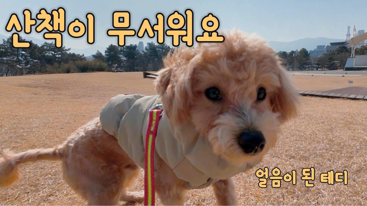 산책이 무서운 털조카 테디, 우리 무사히 돌아올 수 있을까?