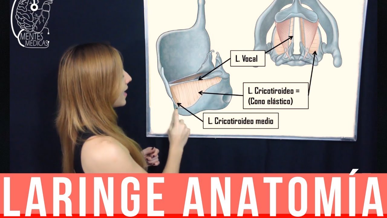 LARINGE ANATOMIA COMPLETA ¡Fácil Explicación!  | Mentes Médicas