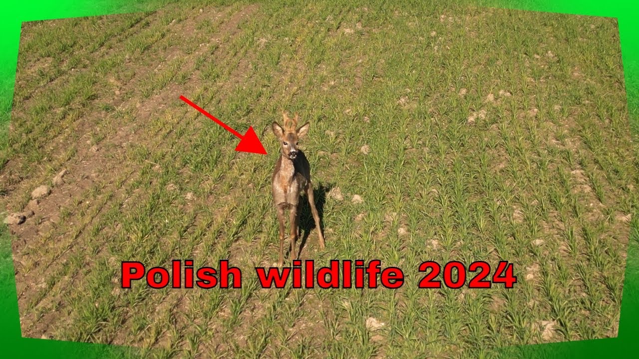 Explore The Beauty Of Polish Nature In 2024!