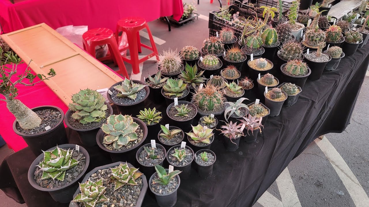 田尾-植物們的產地市集-植物市集(龍舌蘭,仙人掌,多肉篇)2022.10.22,  Tianwei  -Plant market(Agave, Cactus, Succulent)2022.10.22