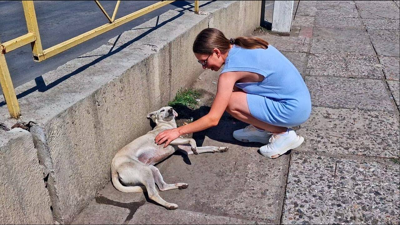 We Spotted Dog Near Grocery Store but We never expected what happened next