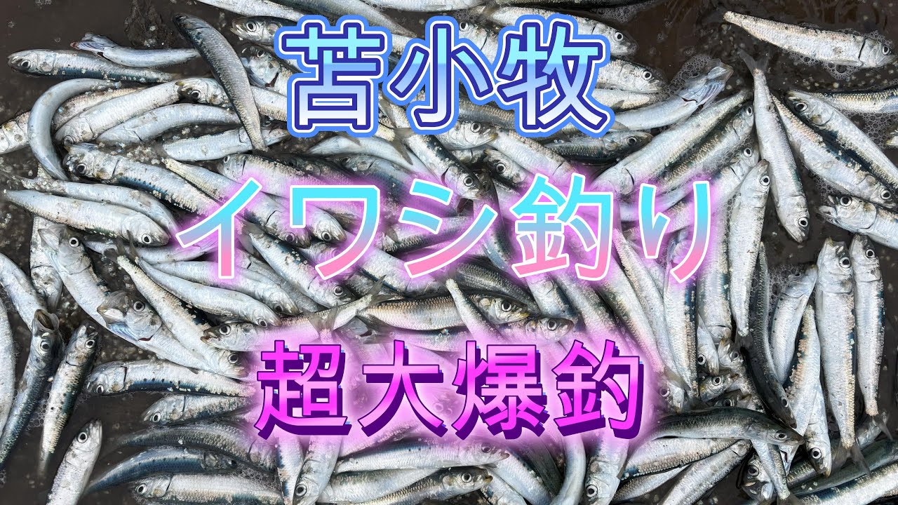 1月　苫小牧　イワシ釣り！ [大爆釣!!]