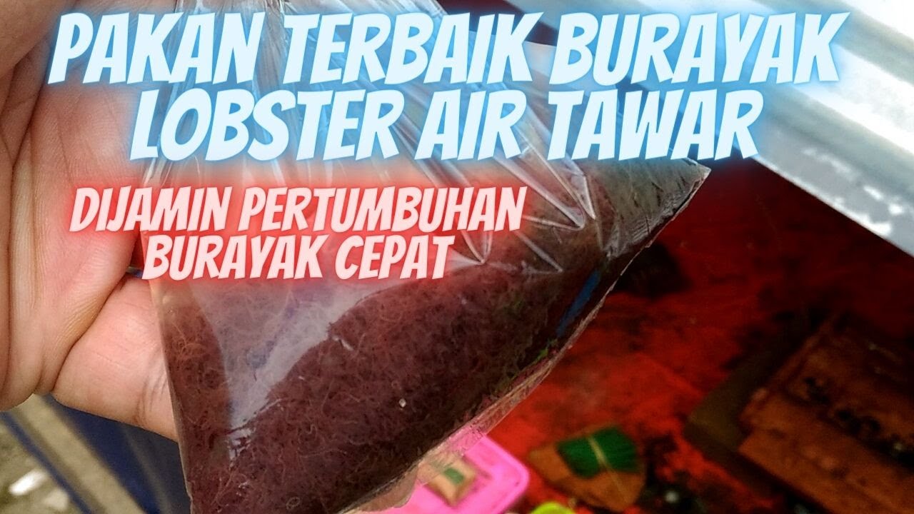 Pakan Terbaik Burayak Lobster Air Tawar.