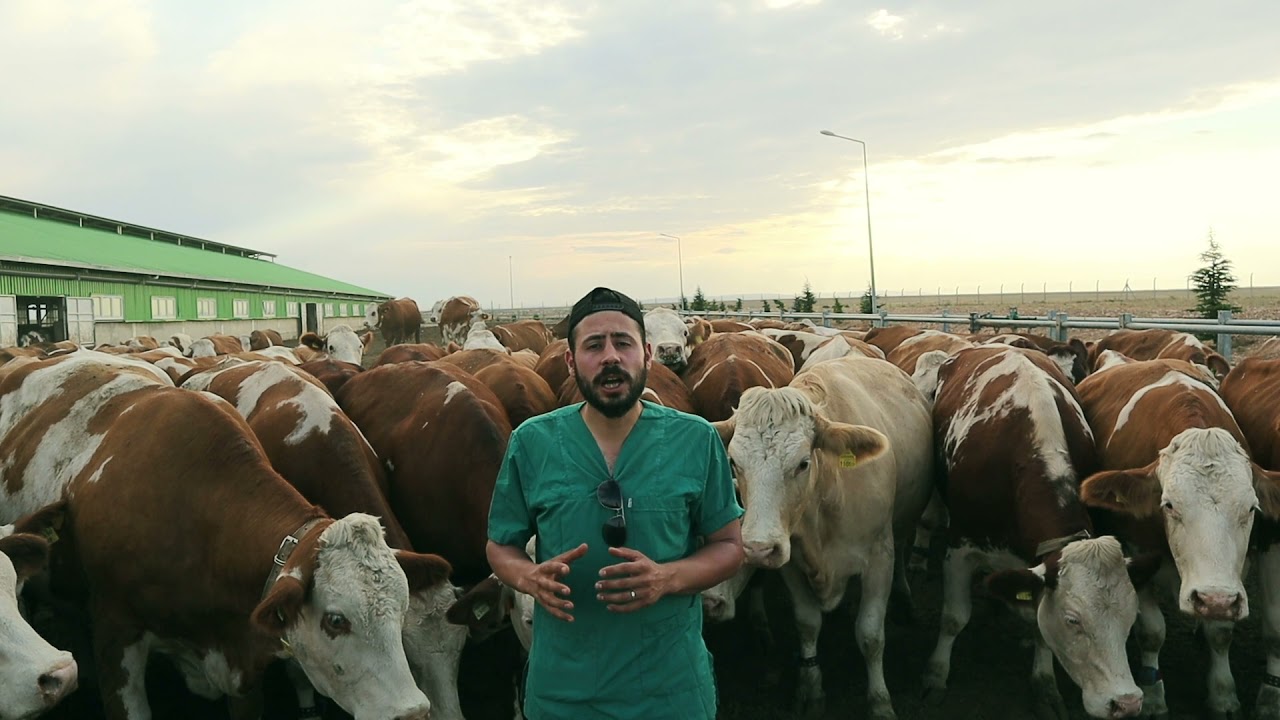 DOĞUMDAN SONRA İNEKLER NEDEN ZAYIFLAR?