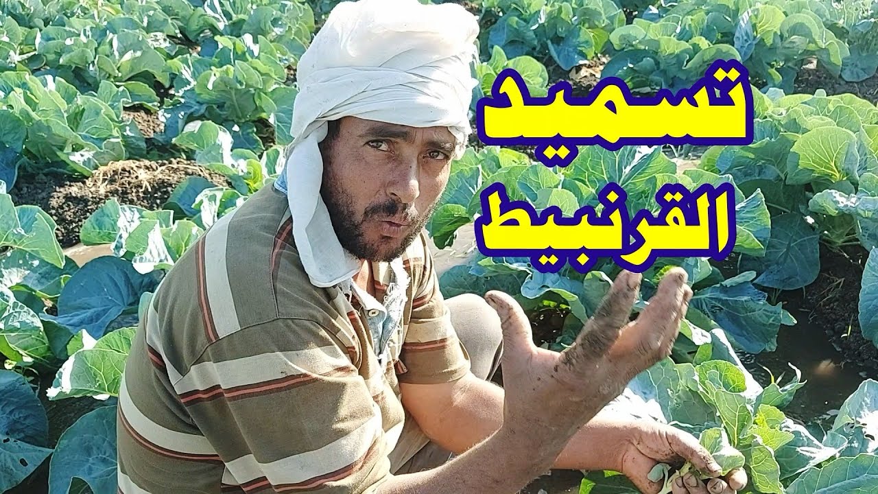 تسميد القرنبيط من الألف الى الياء☝ ومعلومات مهمة عن زراعة القرنبيط