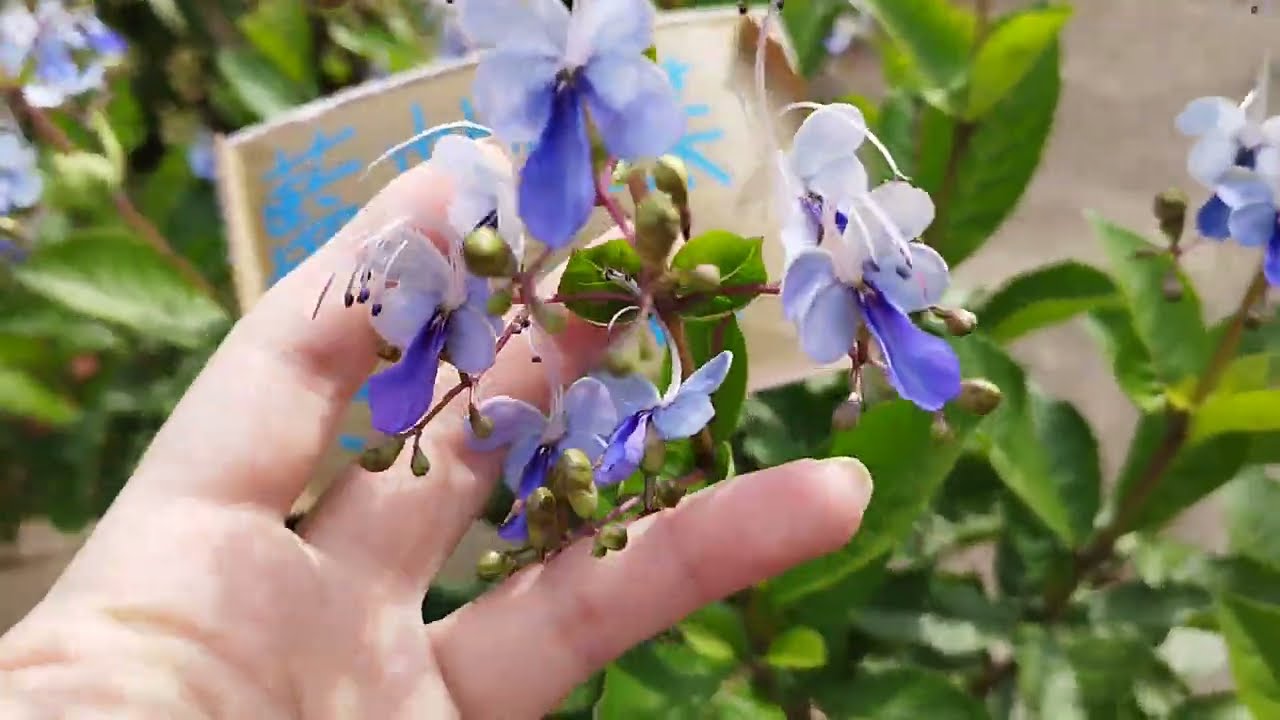 植物小知識06~藍蝴蝶~（Rotheca myricoides）