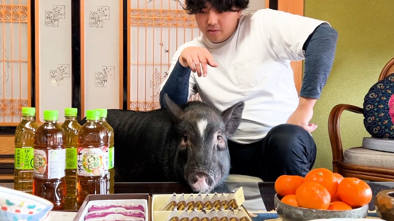 目の前のご馳走が全て自分のものだと大いに勘違いするブタ