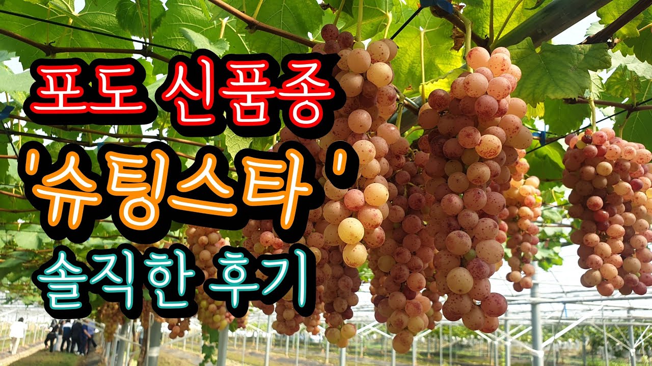 9월 농촌진흥청육성 신품종 '슈팅스타' 맛보고 왔어요~