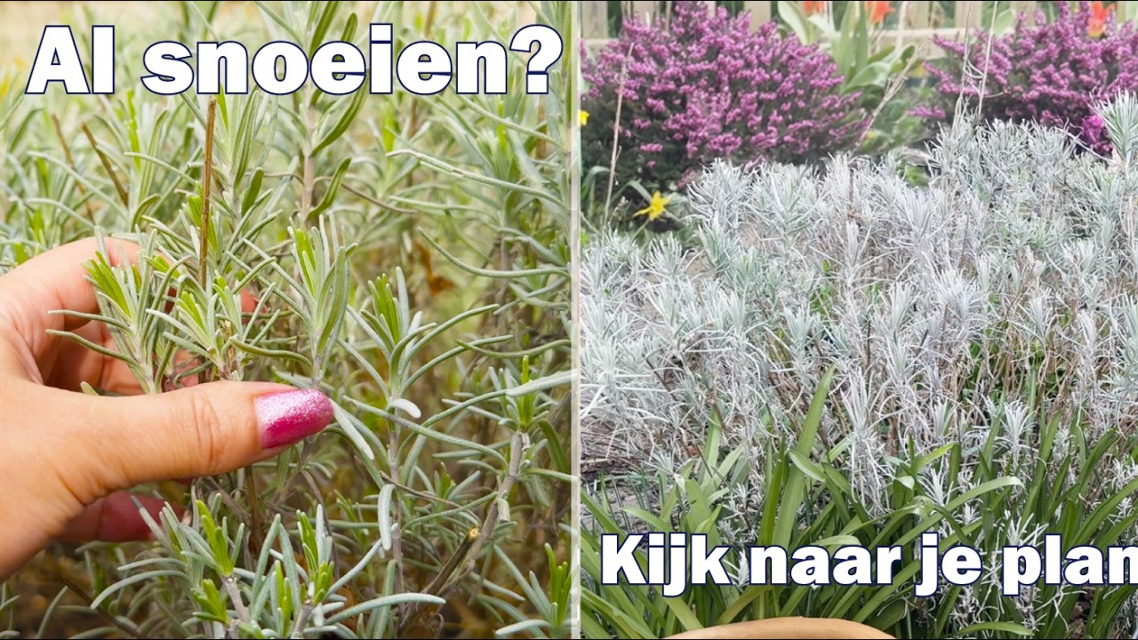 Wanneer mag je lavendel snoeien? Dit zie je aan je plant
