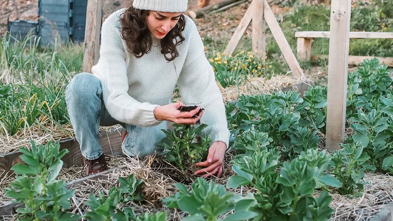 El Acolchado No Es Magia | Cuando no poner Mulching en la Huerta