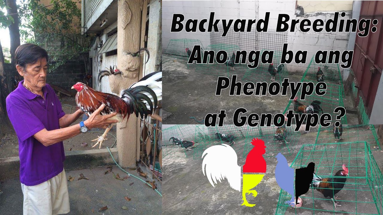 Backyard Breeding: Ano ba ang Phenotype at Genotype ng manok?