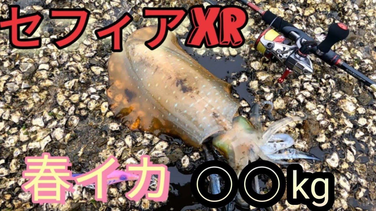 【エギング】ムラムラチェリーでキロアップ春イカ！セフィアXR墨付け完了！