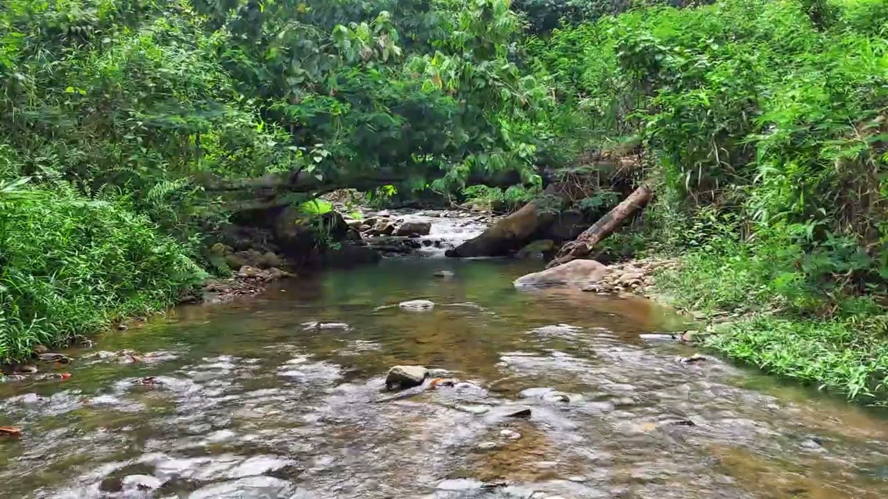 Natural Jungle River Flowing Continuously Over Stones for Deep Relaxation