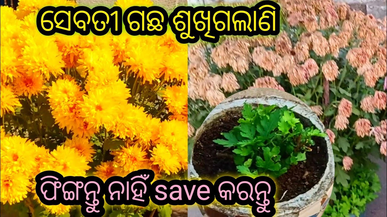 ସେବତୀ ଗଛ ଶୁଖିଗଲାଣି ?କିପରି save କରିବା!Don't throw dry Chrysanthemum plant ! save it for next season 