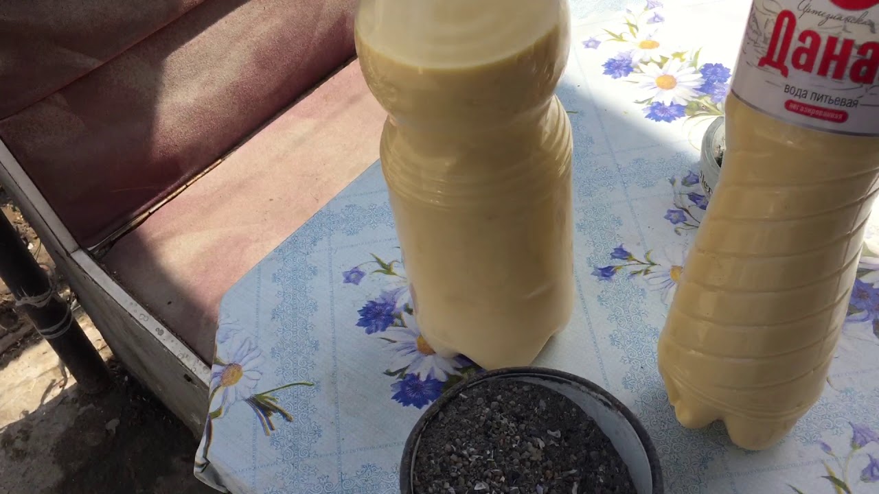Совет от Гагика!МОЛОЗИВО ДЛЯ ГОЛУБЕЙ.