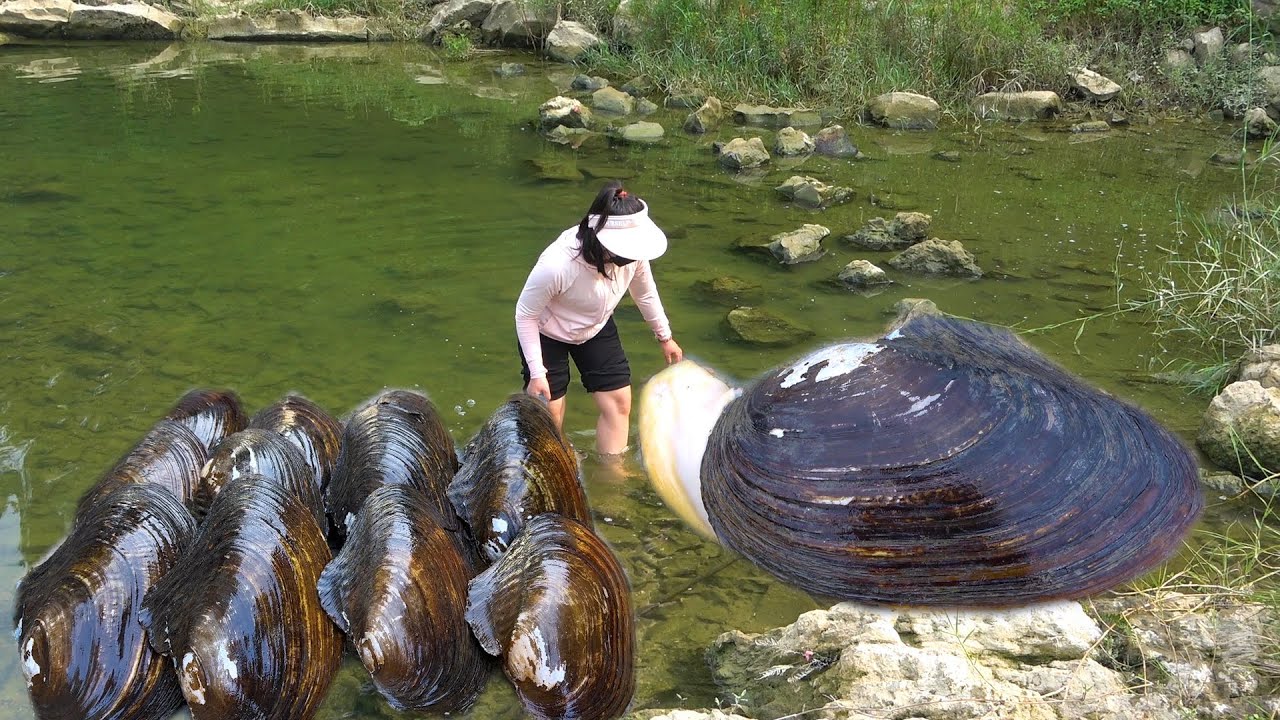 The beautiful woman discovered a freshwater giant clam containing countless dazzling precious pearls