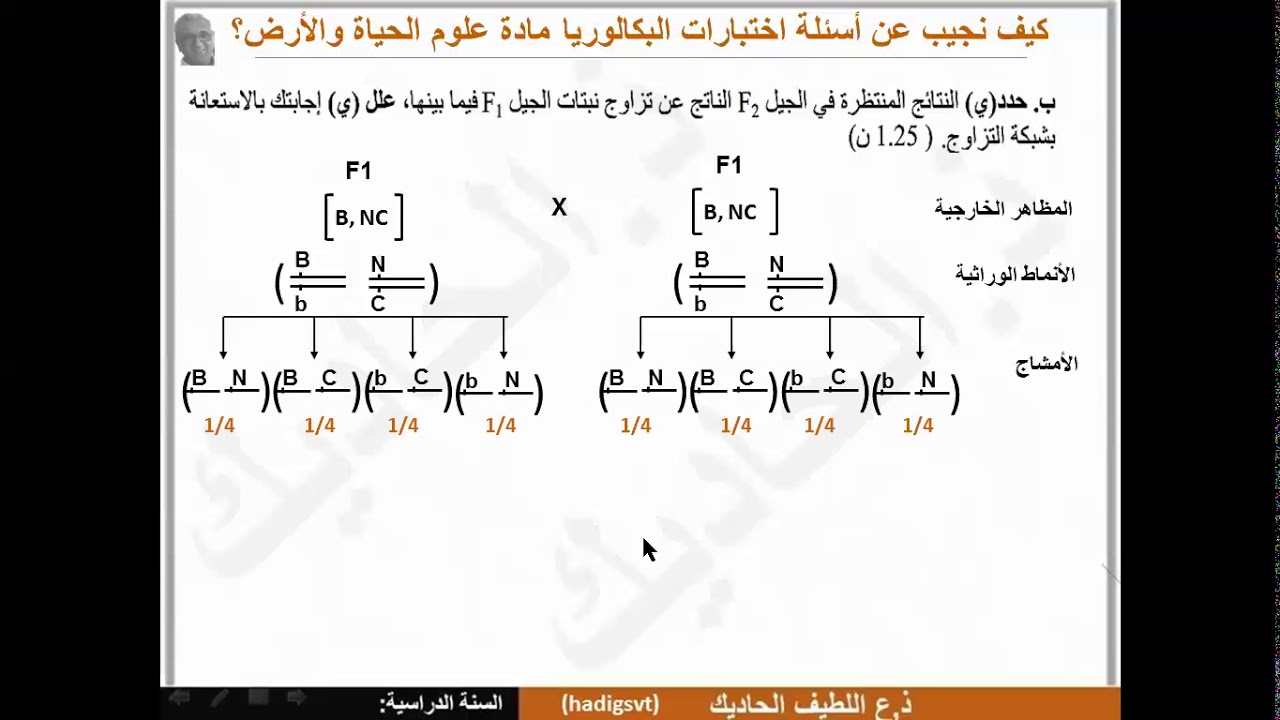 (تعلم كيف تجيب عن أسئلة امتحانات البكالوريا علوم الحياة والأرض ( الهجونة الثنائية: مورثتين مستقلتين