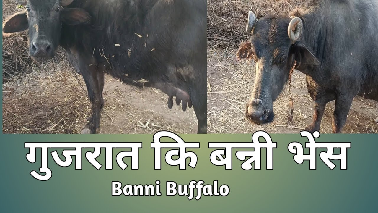 World Famous Banni Buffalo| High Yield Breed | બન્ની ભેંસ  | बन्नी भेंस