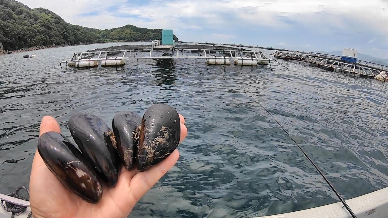 冷凍カラス貝を養殖イケス周辺に落としてみると色々釣れすぎる…